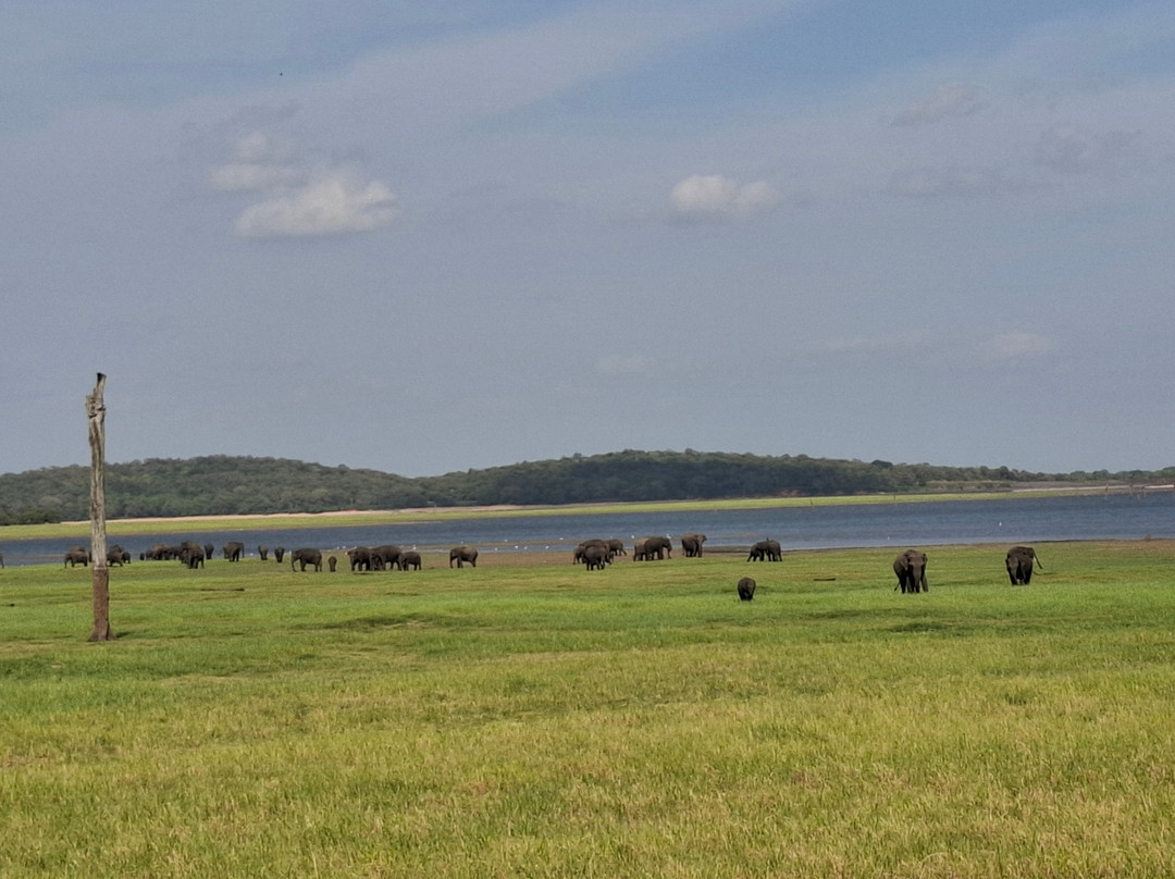 Minneriya Tusker Safaris-锡吉里亚必去景点
