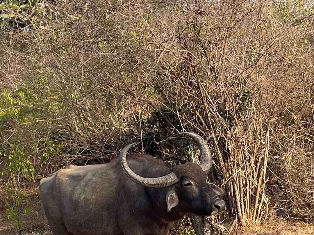 Yala Safari With Tharindu Gihan-蒂瑟默哈拉默必去景点