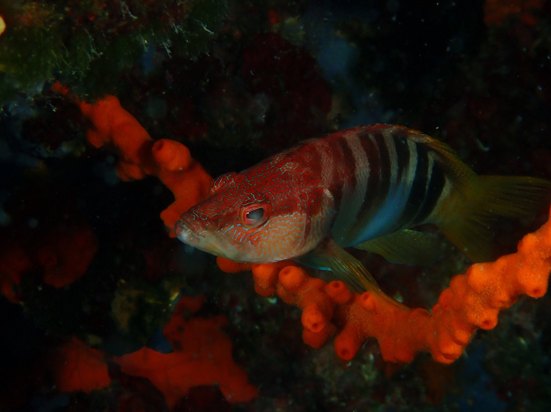 Trogir Diving Center - Day Dive-欧克鲁格勾基必去景点