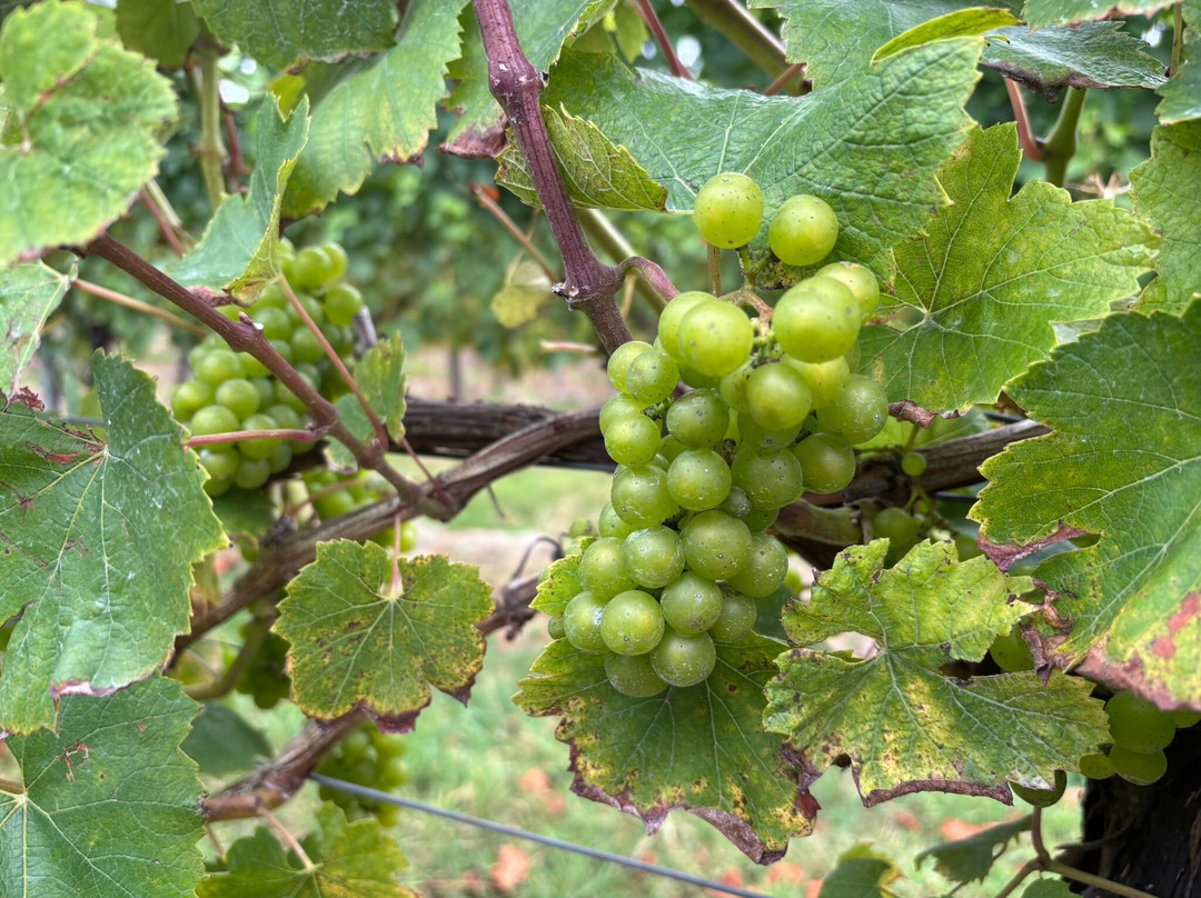 English Oak Vineyard-Lytchett Matravers必去景点