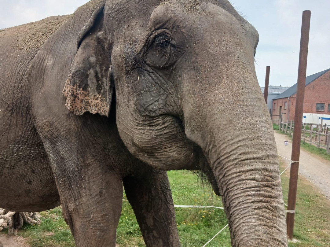 Elefantenhof Platschow-Platschow必去景点