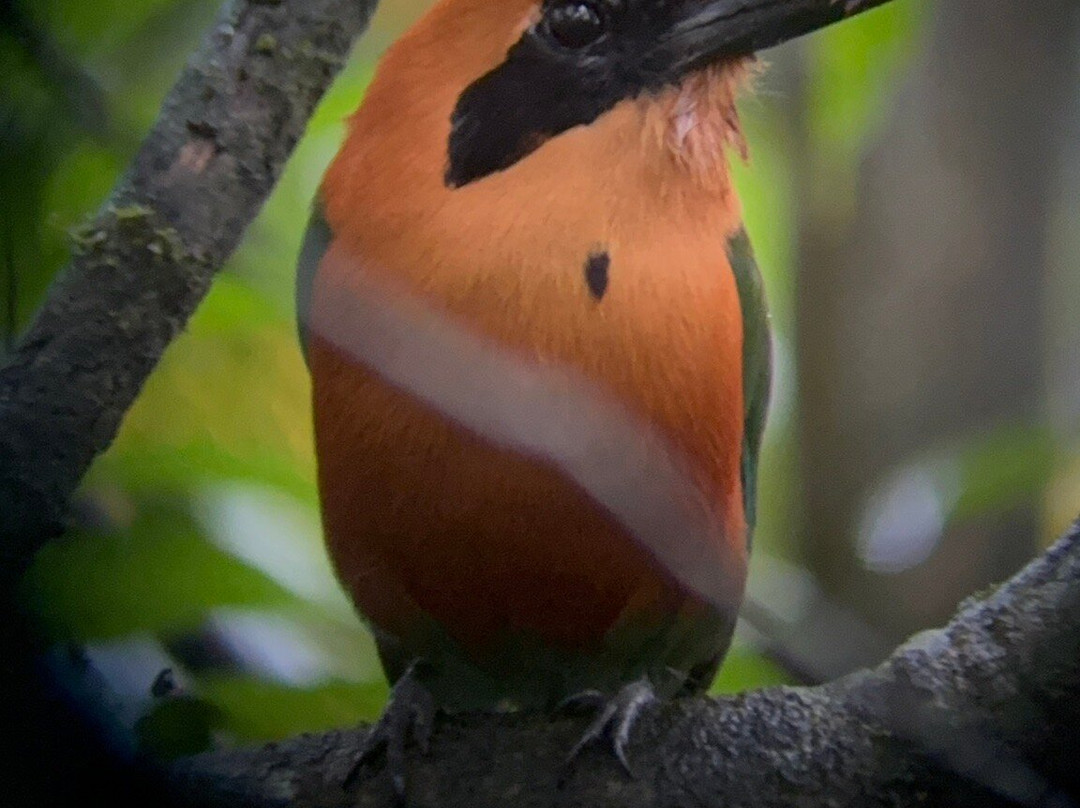 Green Go Costa Rica-利比里亚必去景点
