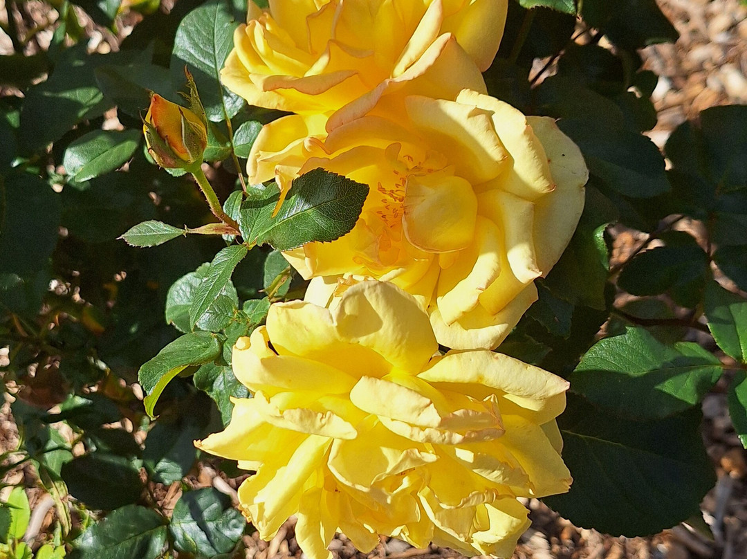 Backworth Hall-Backworth必去景点