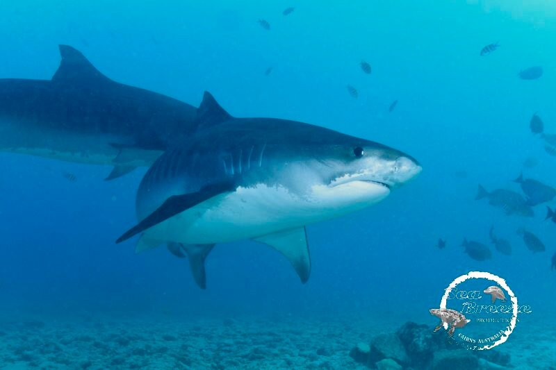Fuvahmulah Dive School-Fuvahmulah必去景点