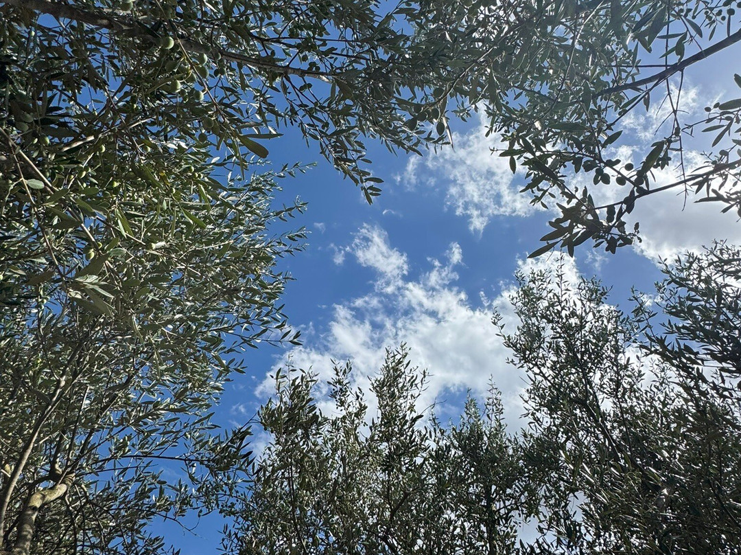 Oliveraie Casa Limbella-Algaida必去景点