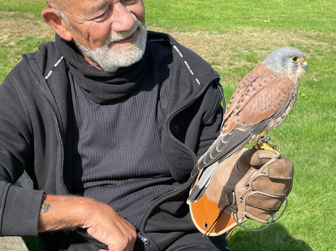 Surrey Hills Falconry-Ockley必去景点