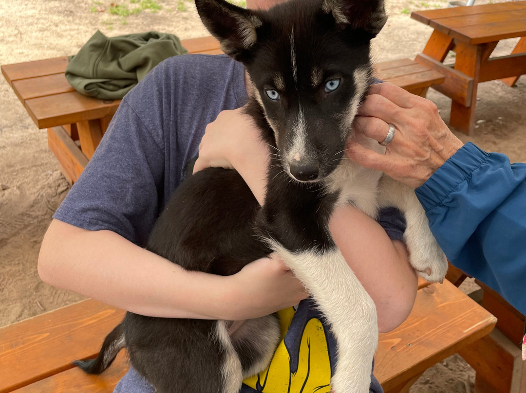 MIDOG - Michigan's Summer Sled Dog Center-Newberry必去景点