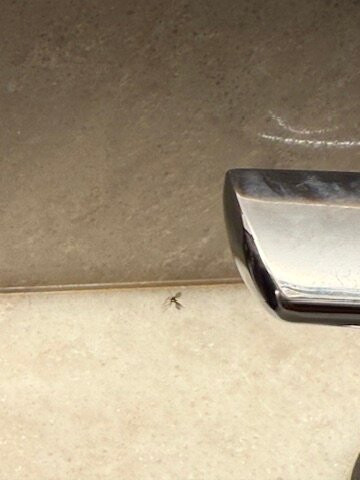 Sheraton Kauai Coconut Beach Resort主图