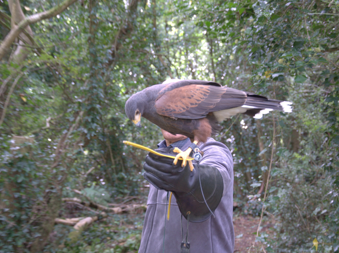 Ireland's School of Falconry-康镇必去景点