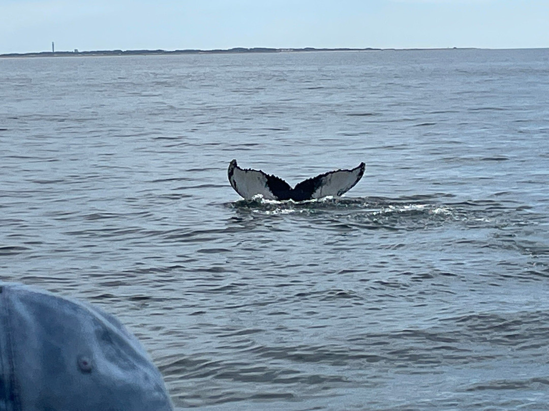 Hyannis Whale Watcher Cruises-Barnstable必去景点