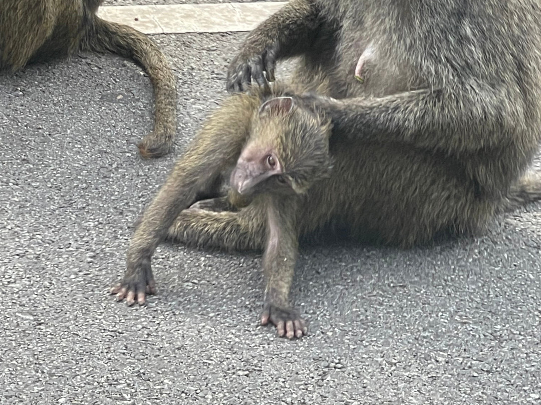 Arken Safaris Africa-马辛迪必去景点