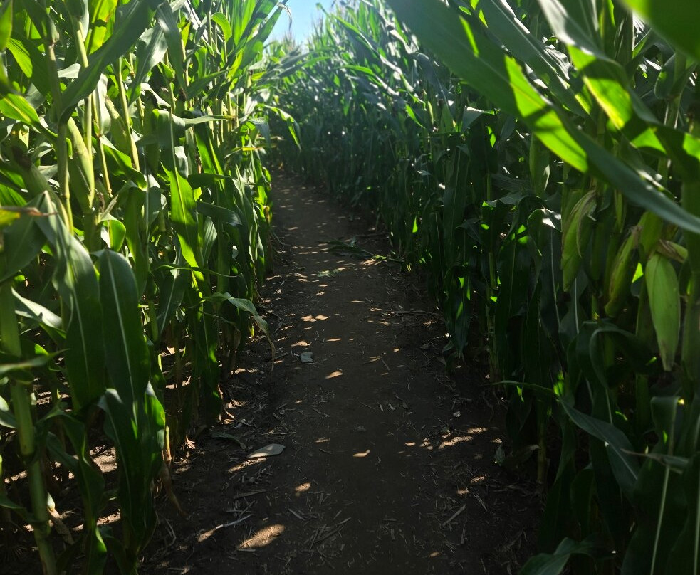 Great Vermont Corn Maze-Danville必去景点