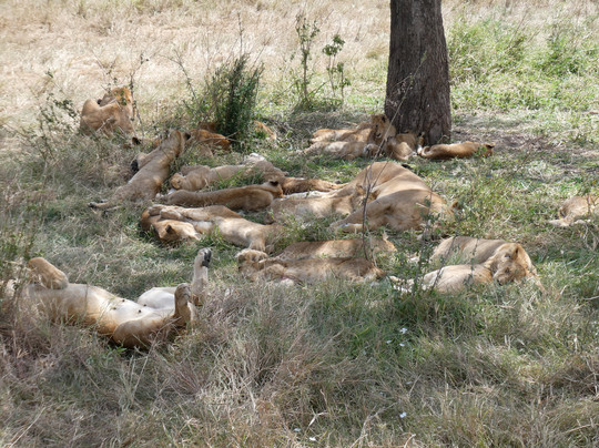 Focus East Africa Tours Ltd-坎帕拉必去景点