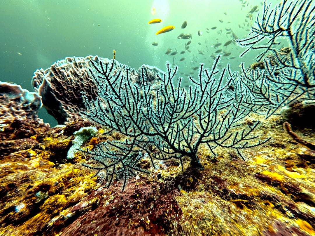 Wild Turtle Scuba Tobago Ltd.-Bon Accord必去景点