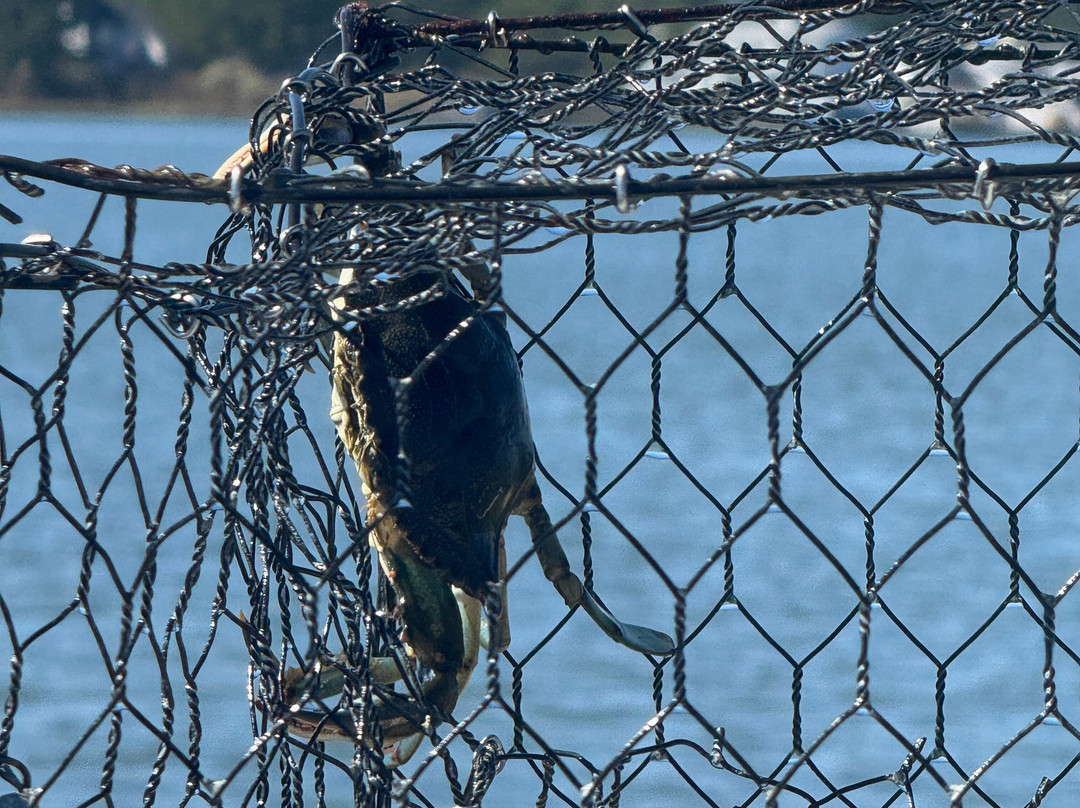 Riptide Pony Tours-Chincoteague必去景点