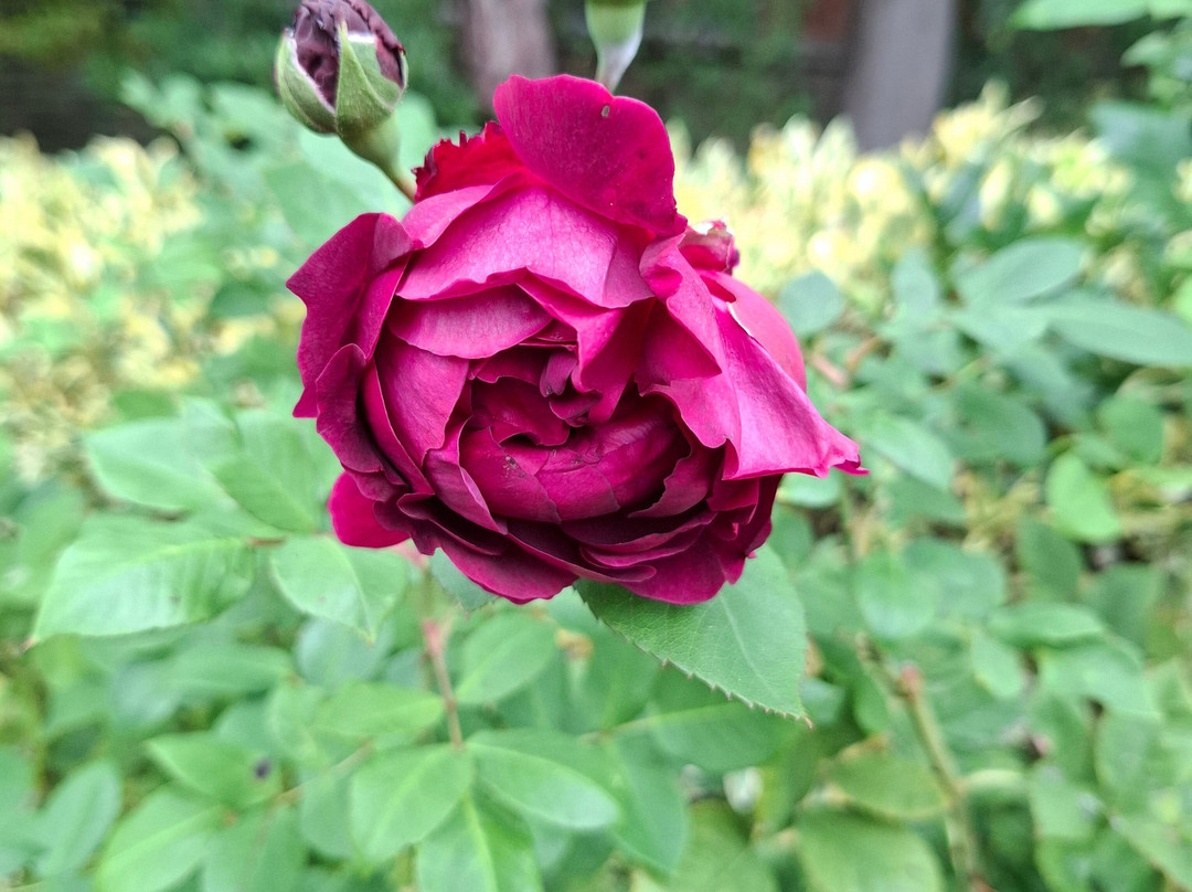 Bushey Rose Garden-Bushey必去景点