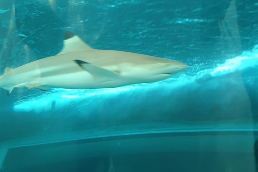 Cebu Ocean Park - Cebu-宿雾市必去景点