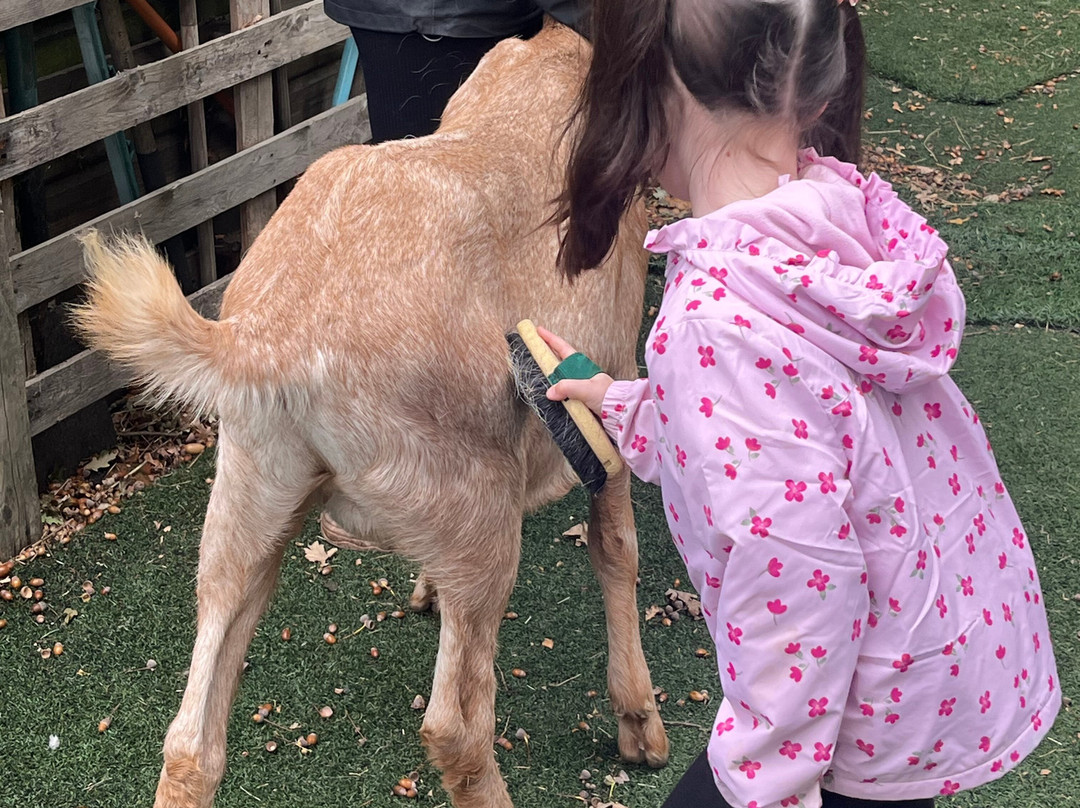 Baddow Hill Alpacas-切姆斯福德必去景点