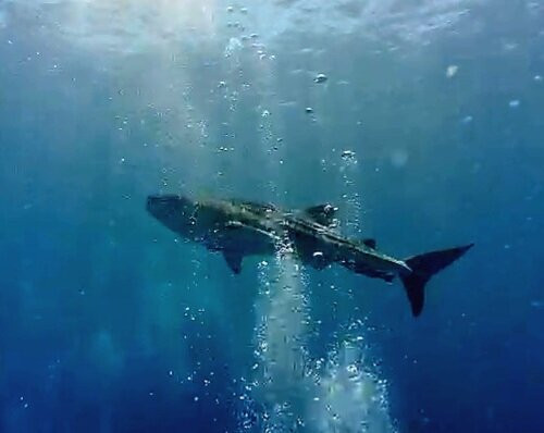 Scuba Junkie Komodo-Labuan Bajo必去景点