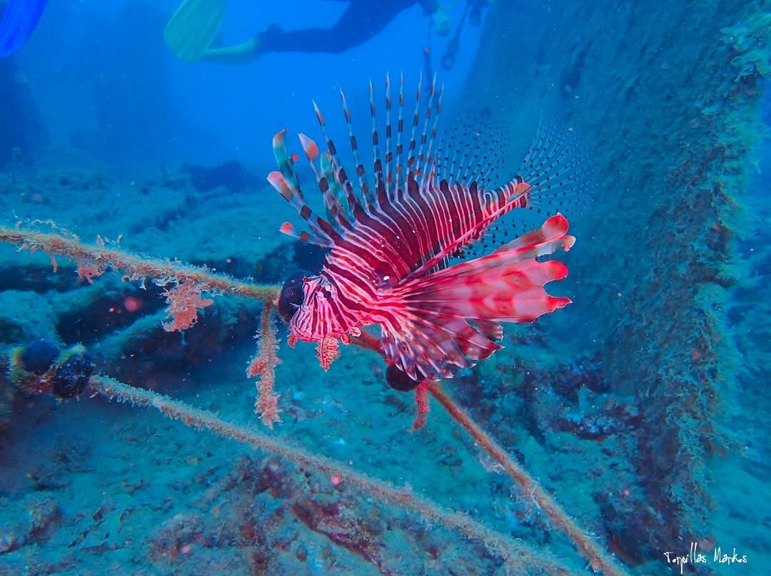 Chania Diving Center-干尼亚必去景点