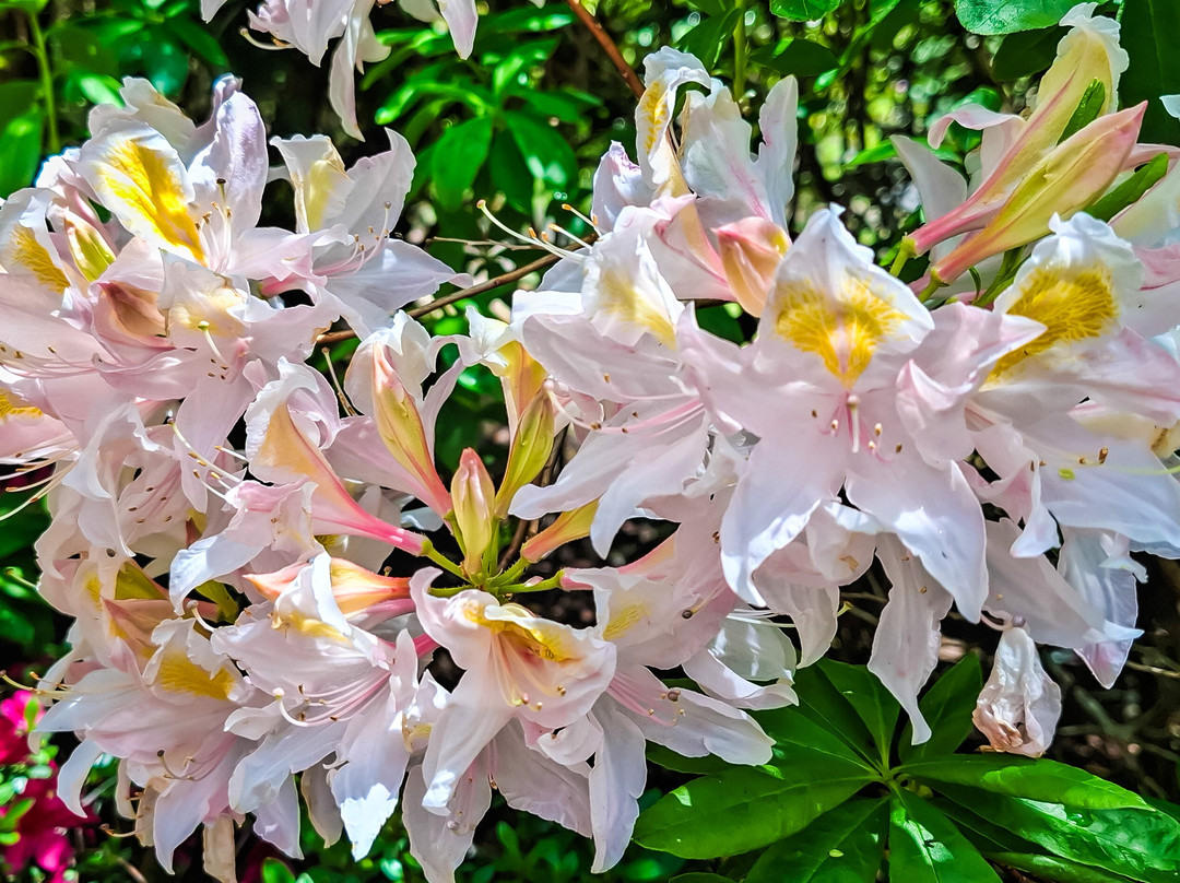 The Campbell Rhododendron Gardens-布莱克希思必去景点