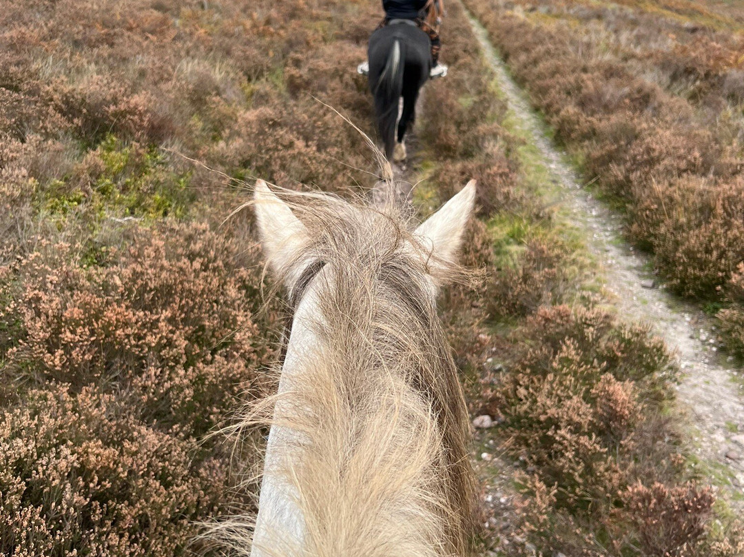 Cannock Chase Trekking Centre-Penkridge必去景点