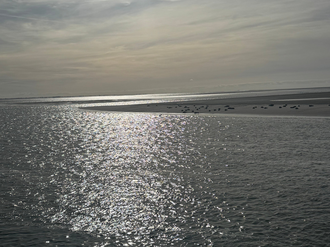 Zeehond Robbentocht-Nes必去景点