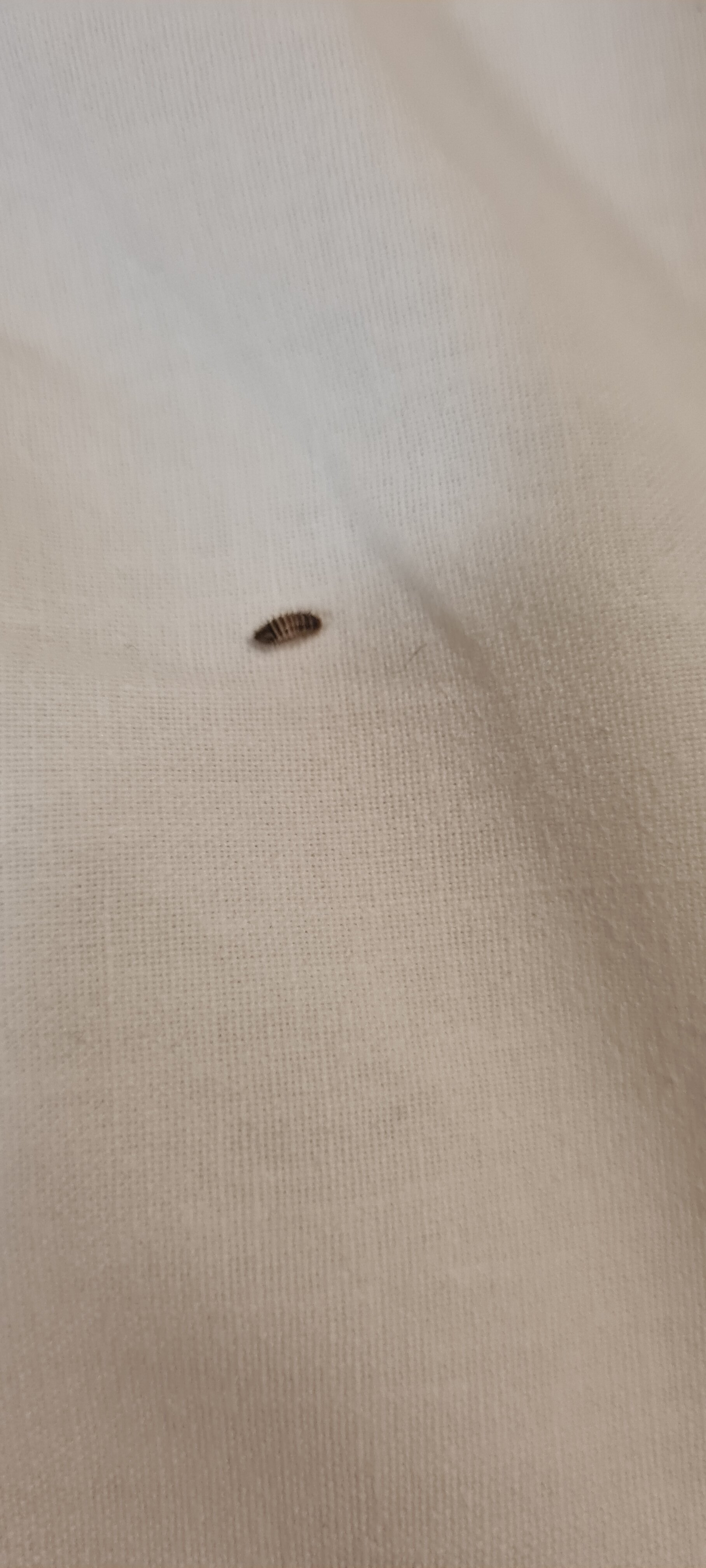 The Oysterfleet Hotel-官方