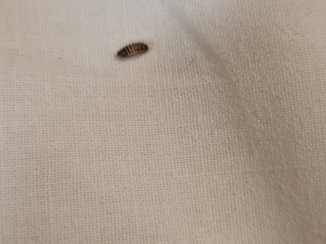 The Oysterfleet Hotel主图