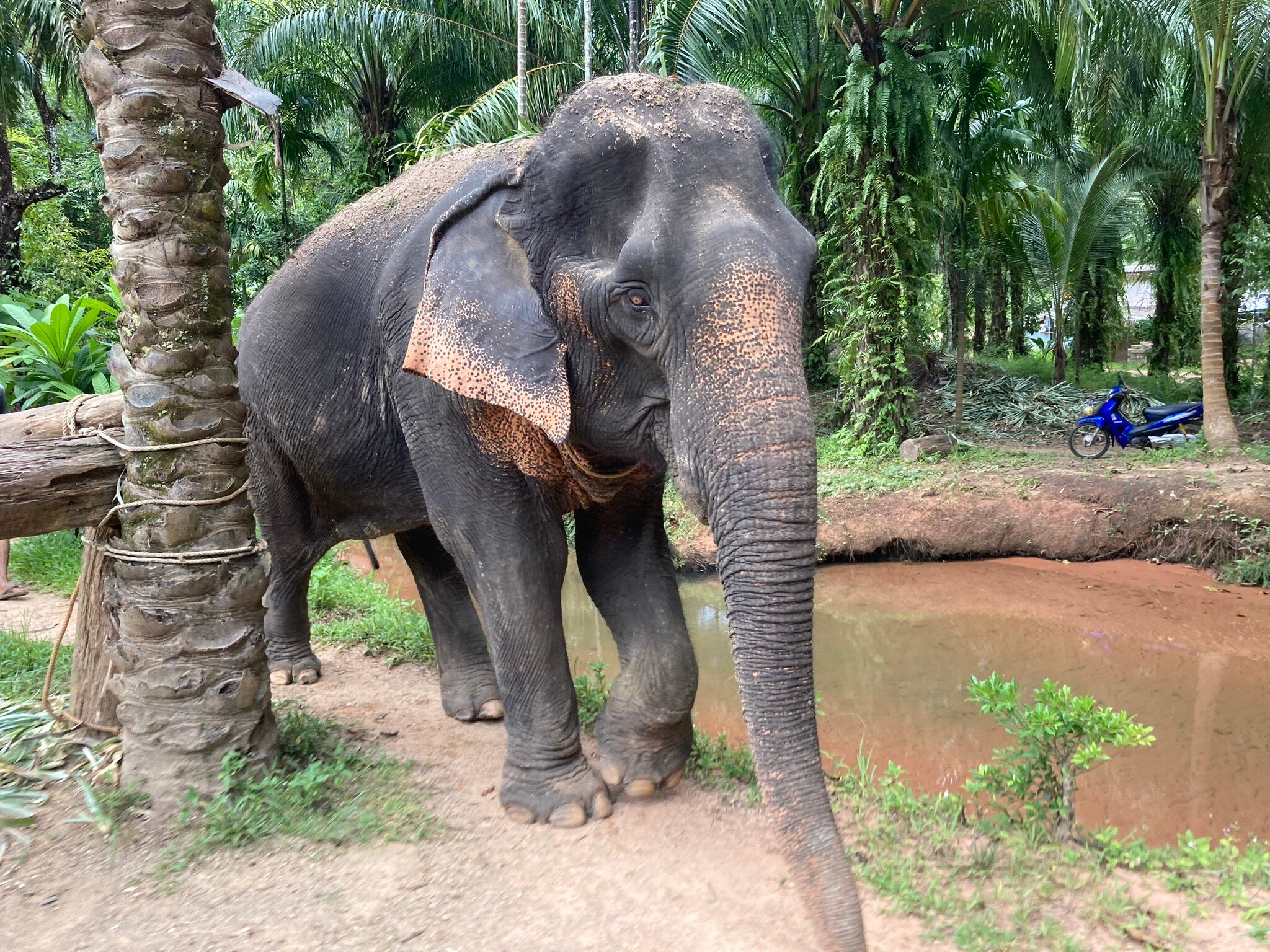 Le Passe-Temps-官方