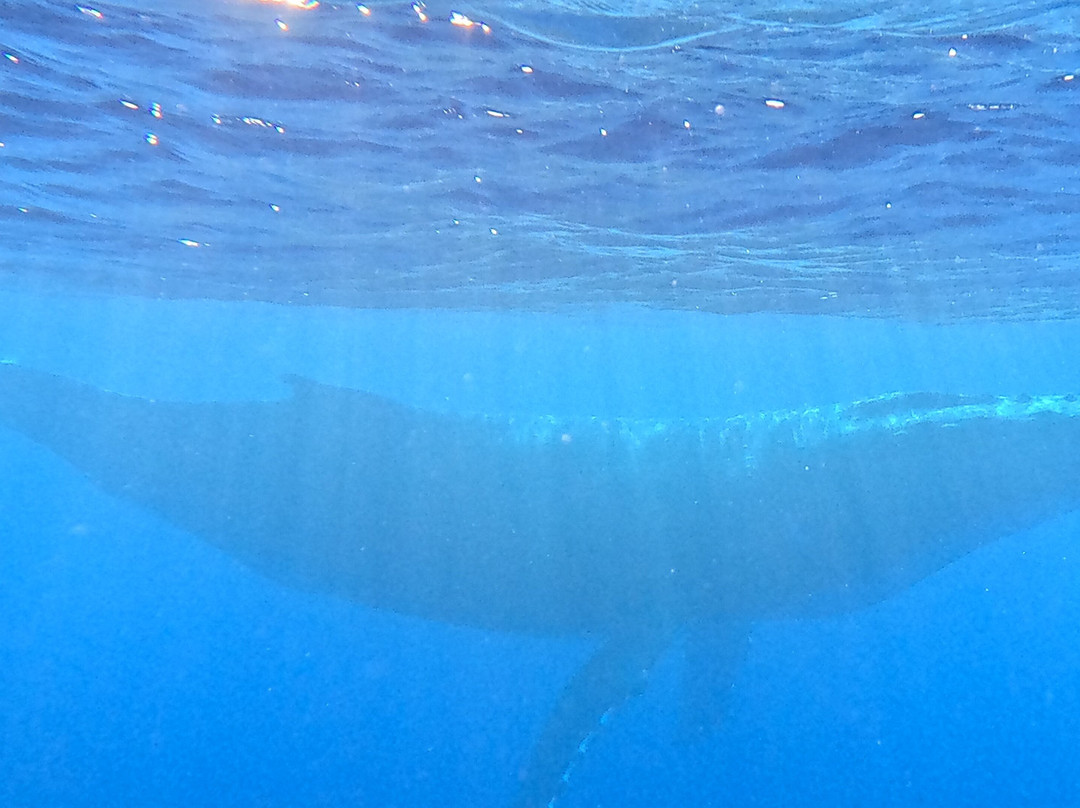 Koa Boat Tour-Tiahura必去景点
