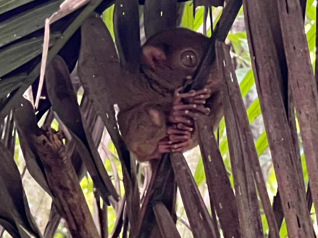 CSP Travel & Tours-宿雾市必去景点