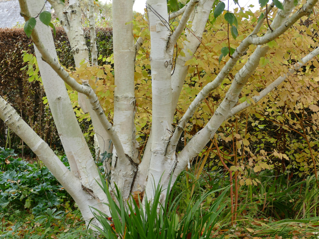 East Lambrook Manor Gardens-South Petherton必去景点