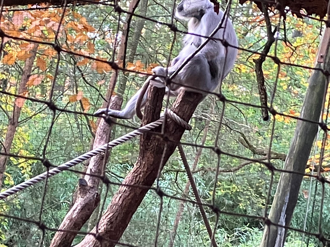Apenheul-阿珀尔多伦必去景点
