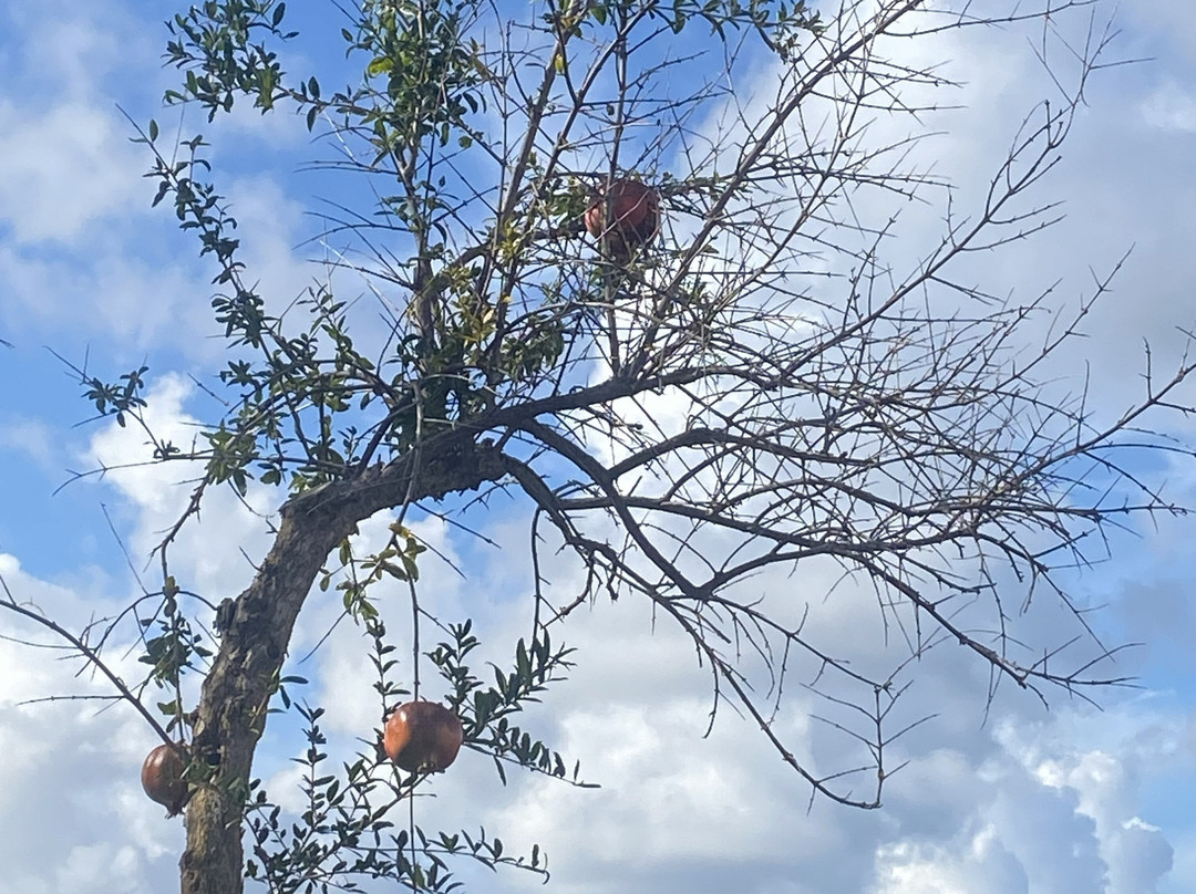 Vitis Winery-伦巴达必去景点