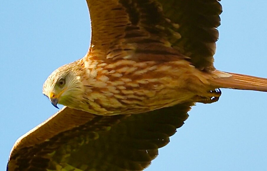 Bellymack Hill Farm - Kite Feeding Station-Laurieston必去景点