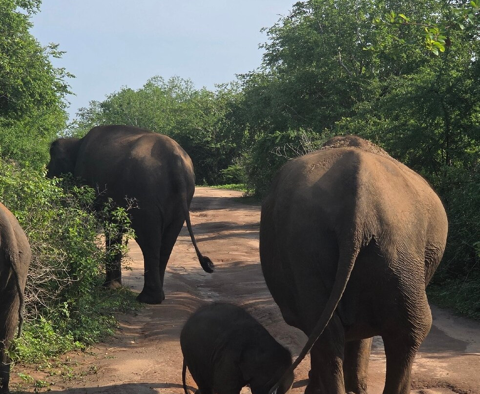 Udawalawe Safari Tours-乌达瓦拉维国家公园必去景点