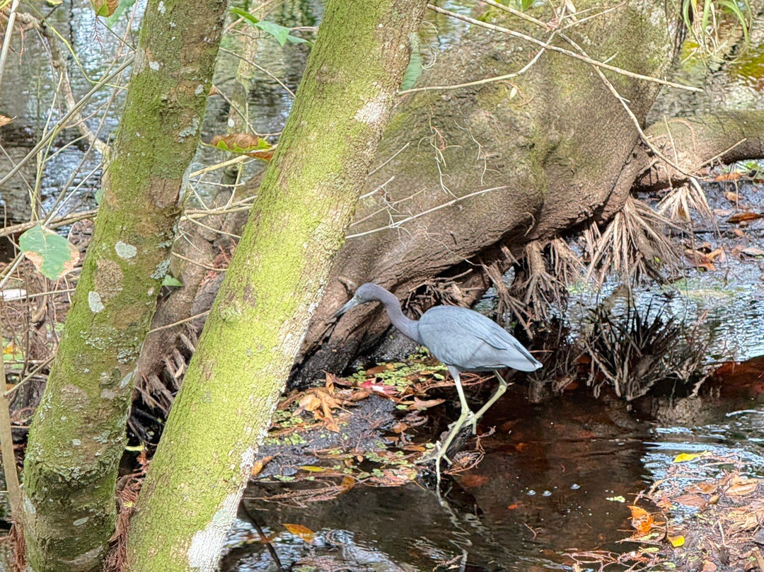 螺旋沼泽鸟兽禁猎区-那不勒斯必去景点