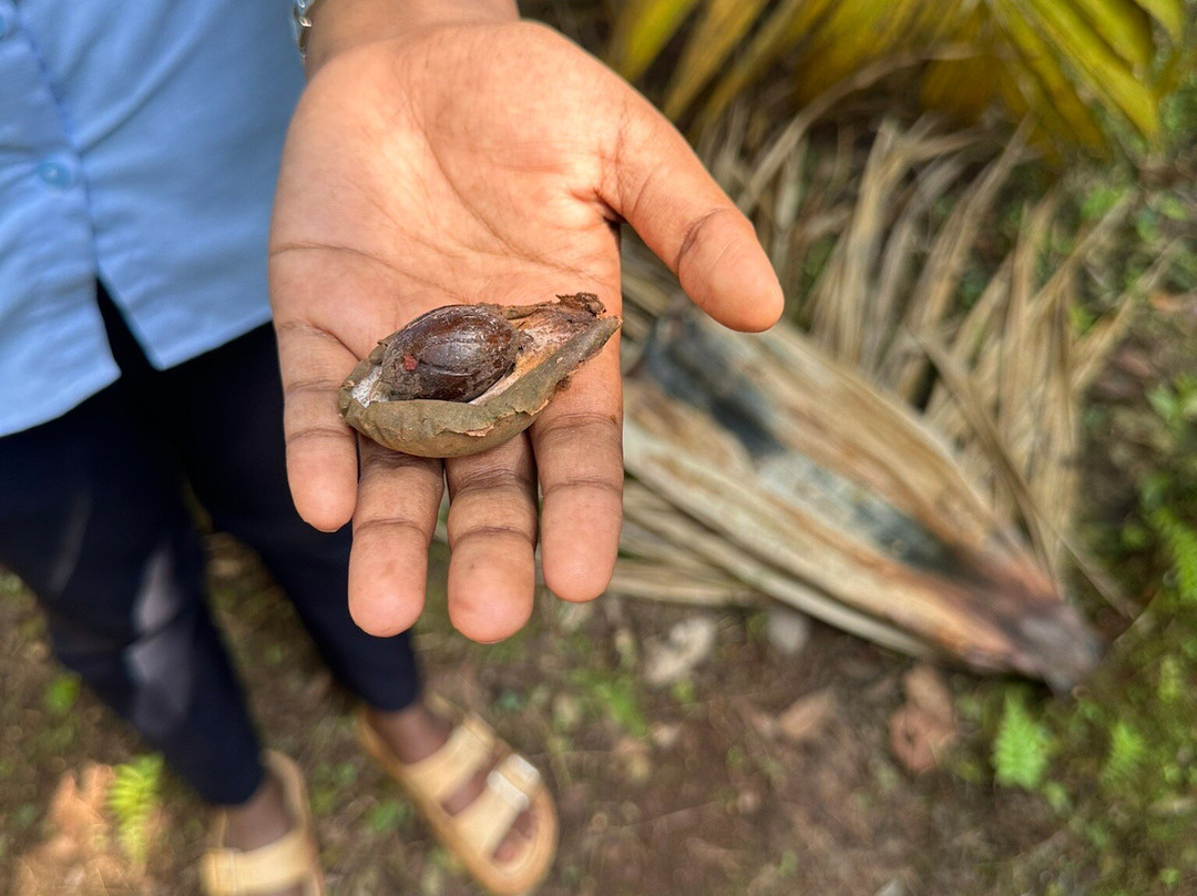 Tanshikar's Working Organic Spice Farm-Sanguem必去景点