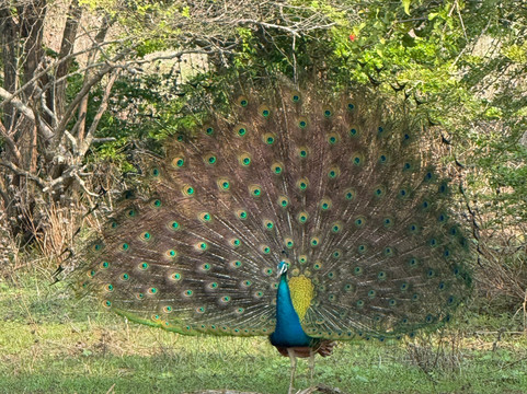 Jagath Tours - Day Tour-康提必去景点