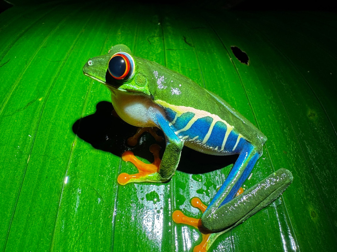 The Wellness Park Arenal & Ecolodge-福德圣卡洛斯必去景点