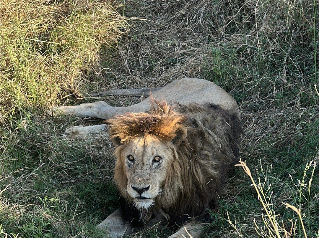 Obama Africa Safari-阿鲁沙必去景点
