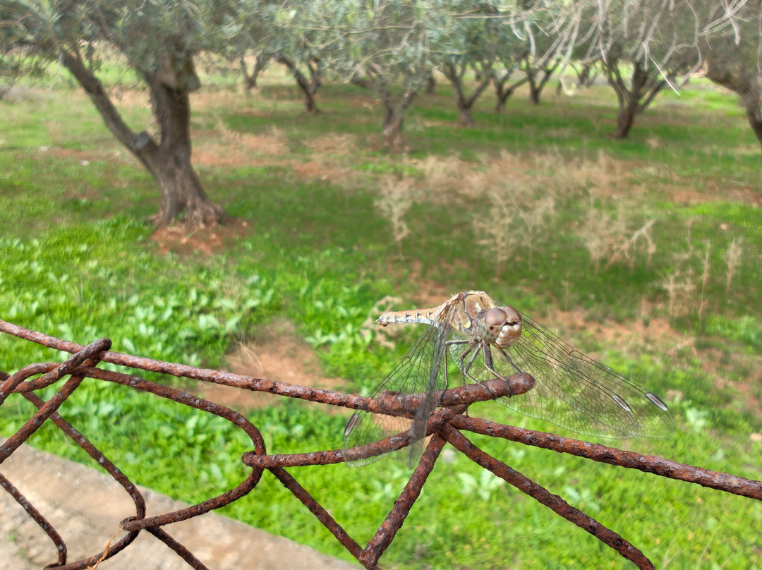 Greece Bird Tours-Marathon必去景点
