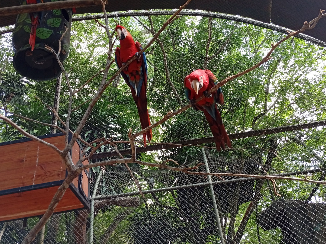 匹西拉高-Girardot必去景点