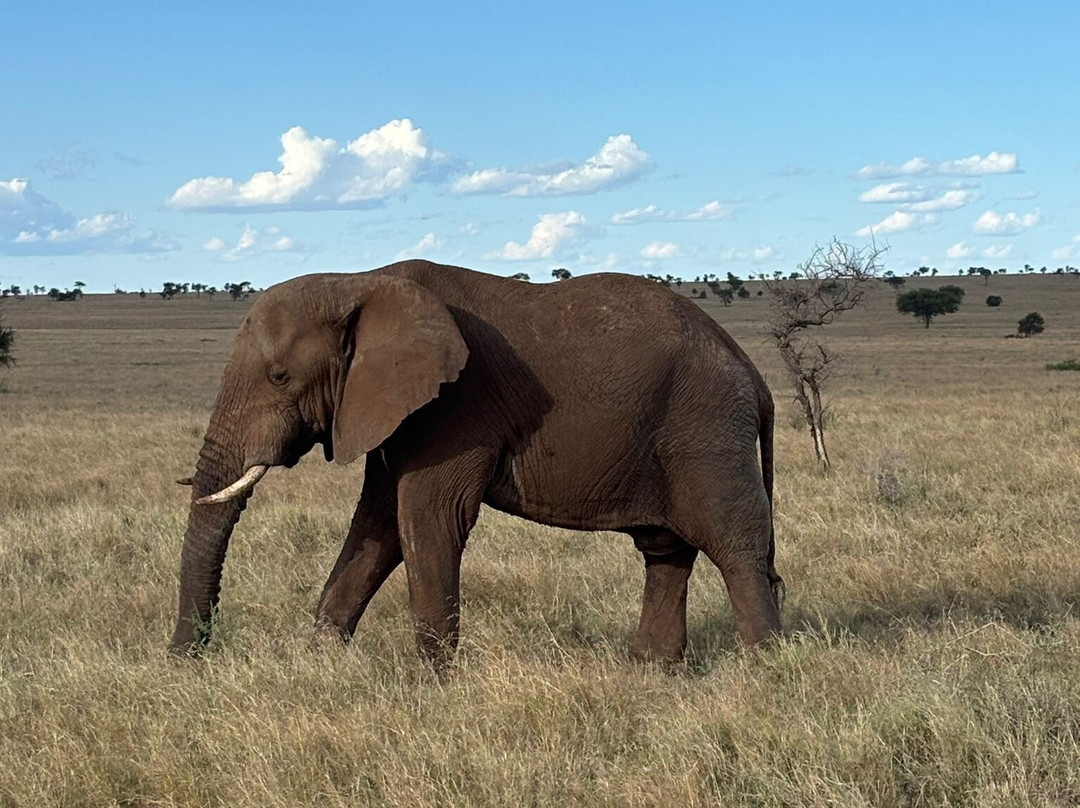 Termite Tour Travel-阿鲁沙必去景点