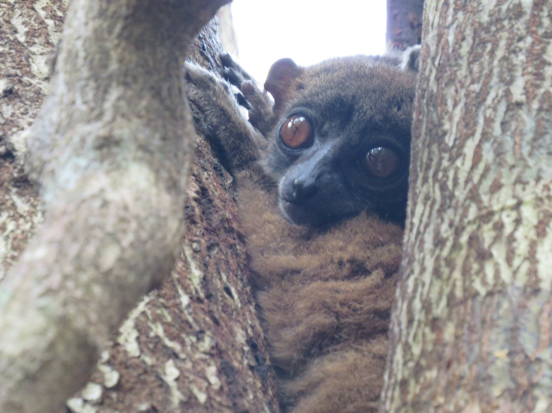 Lokobe Nature Special Reserve-诺西贝必去景点