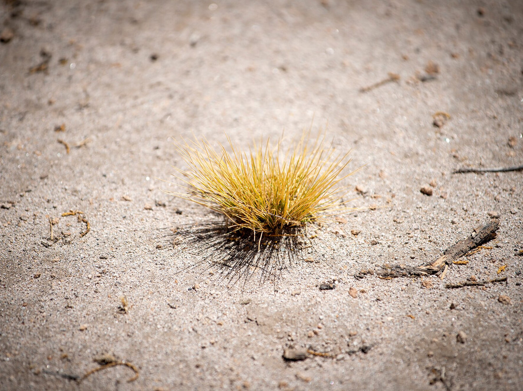 Sajama National Park-奥鲁罗必去景点