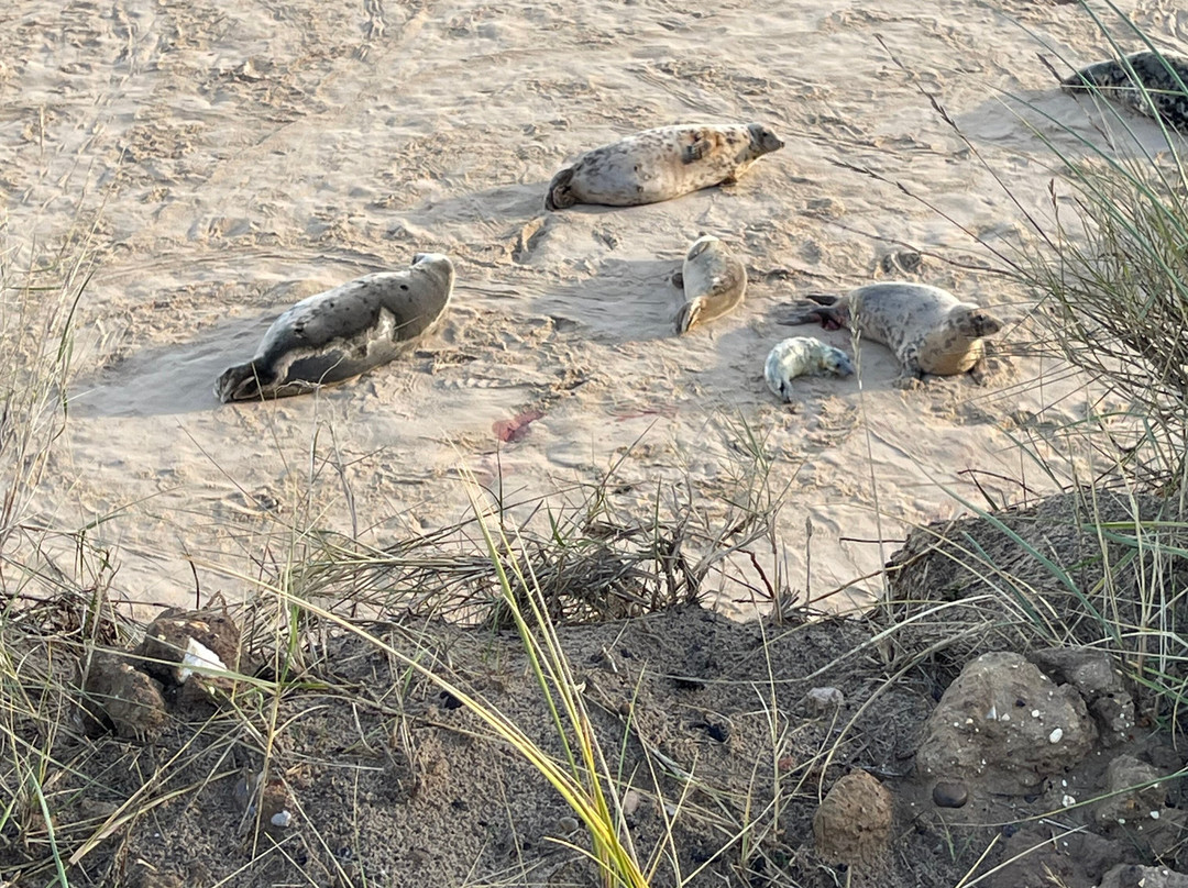 Winterton Dunes-Winterton-on-Sea必去景点