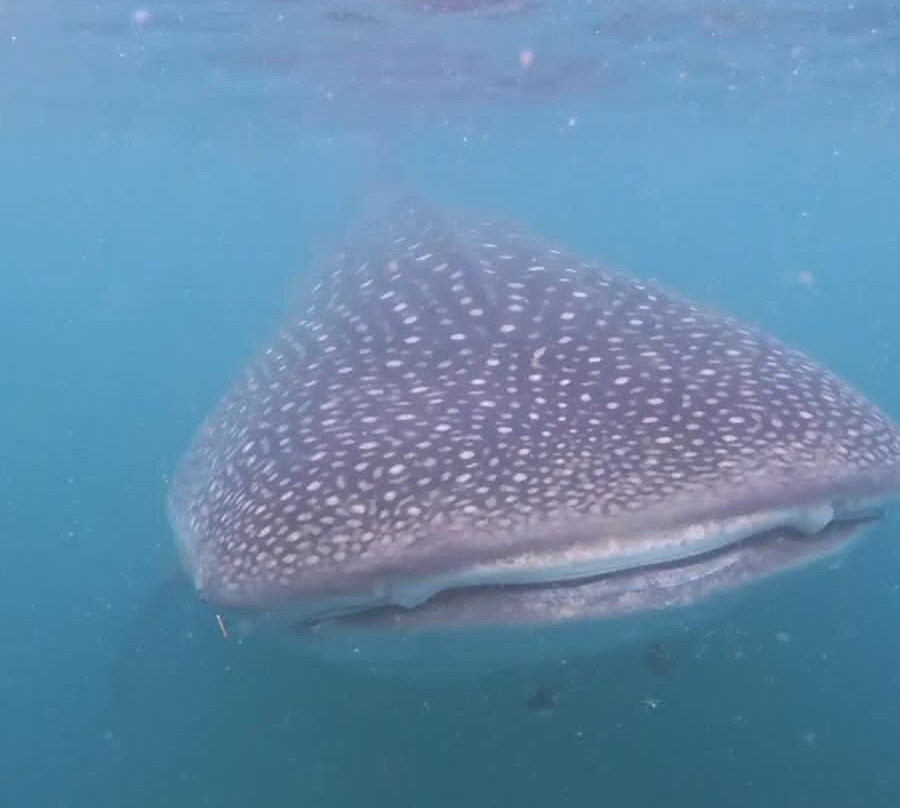 Equinoxe Ecole Seychelloise de Plongee-博瓦隆必去景点