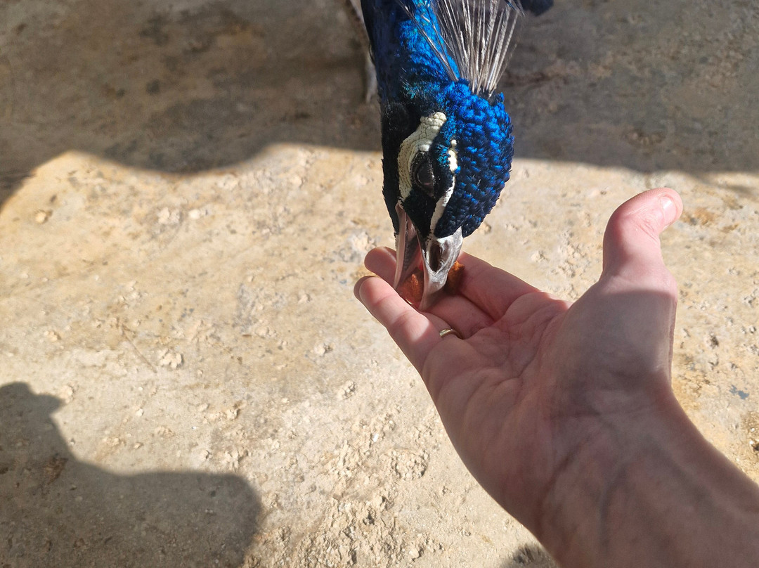 Birdpark Malta-Salina必去景点